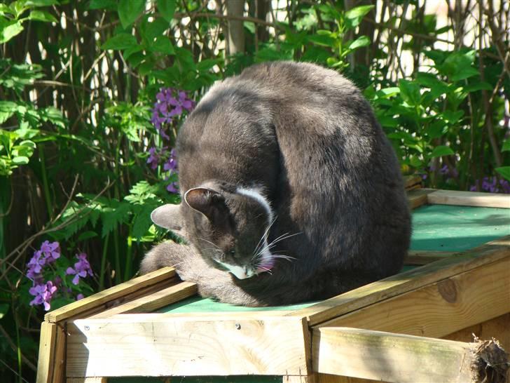 Huskat "lille" Mis billede 8