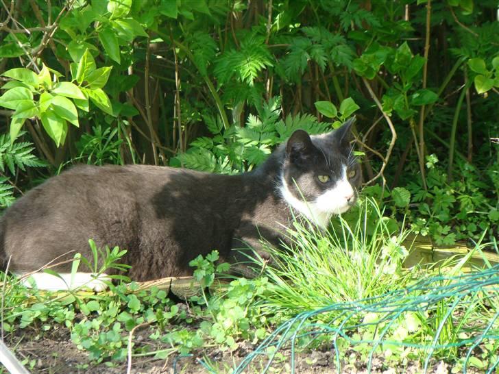 Huskat "lille" Mis billede 10