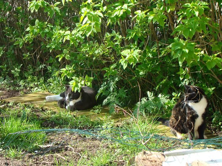 Huskat "lille" Mis billede 11