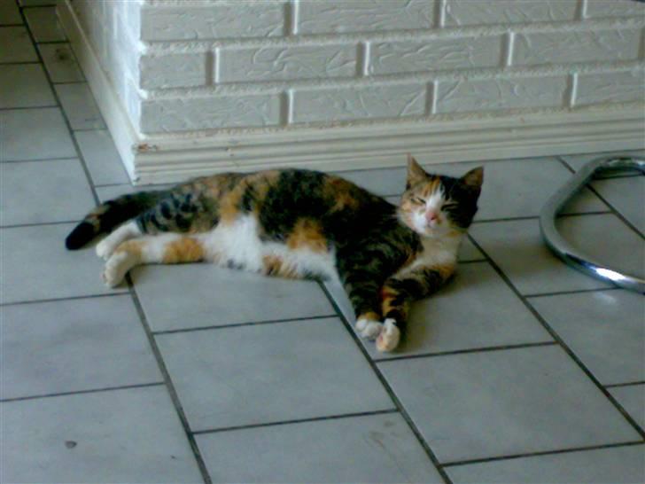 Huskat Kitty - Se min mave x)<3 02/05-08 billede 20