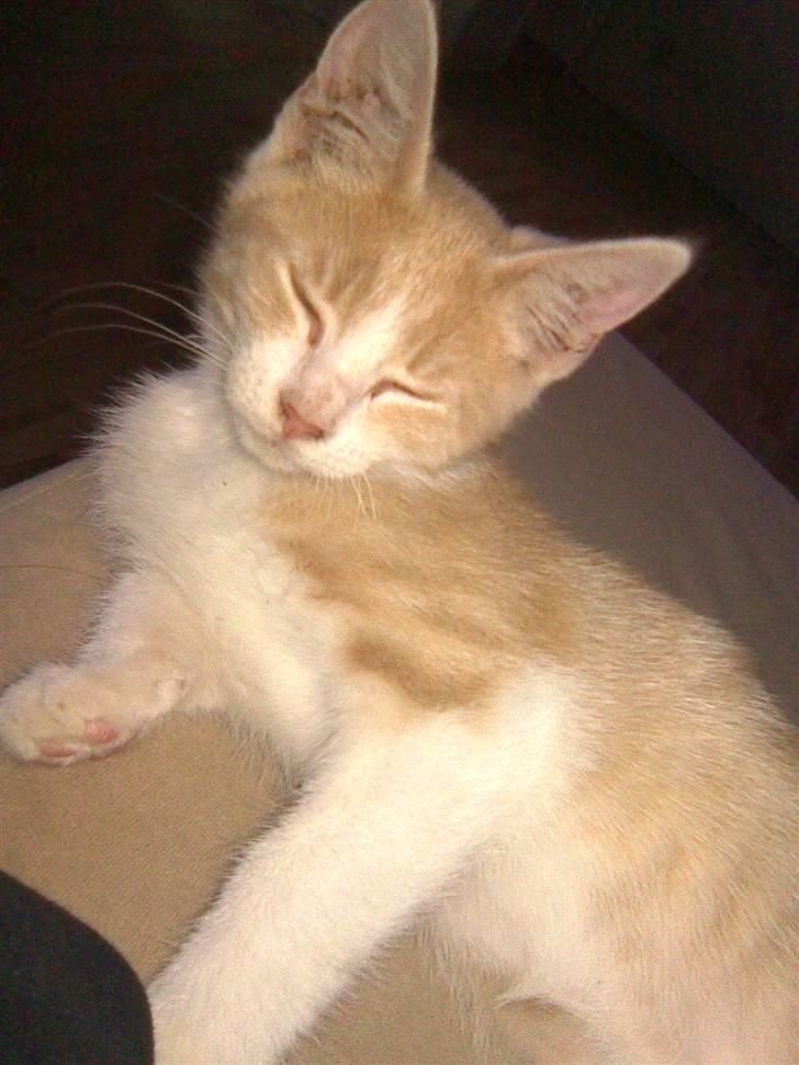 Blanding af racer Malte + hvil i fred + billede 10