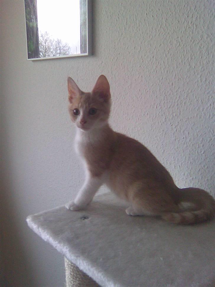 Blanding af racer Malte + hvil i fred + billede 12