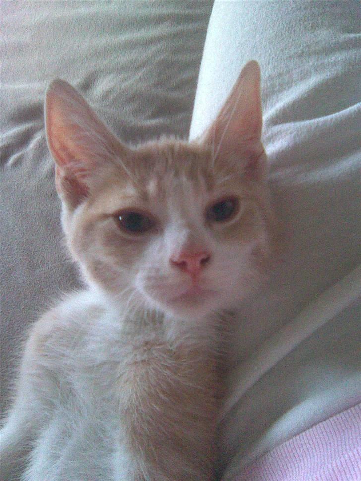 Blanding af racer Malte + hvil i fred + billede 13