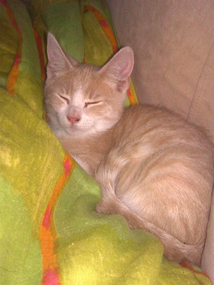 Blanding af racer Malte + hvil i fred + billede 14