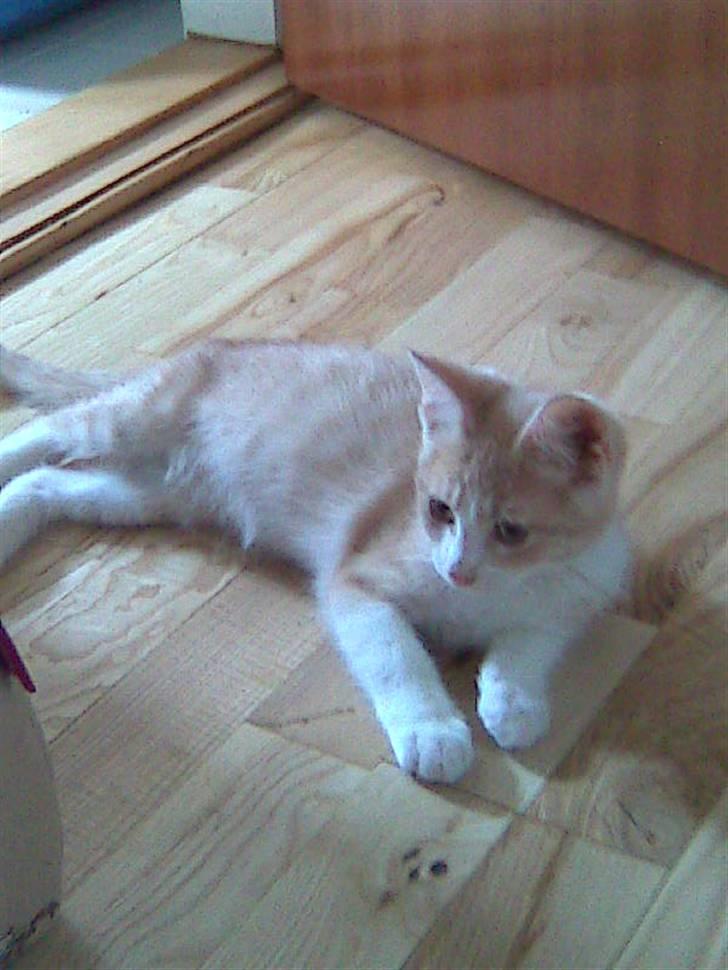 Blanding af racer Malte + hvil i fred + billede 15