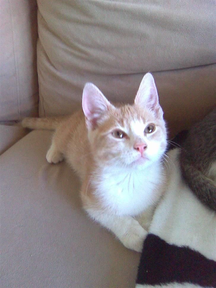 Blanding af racer Malte + hvil i fred + billede 16