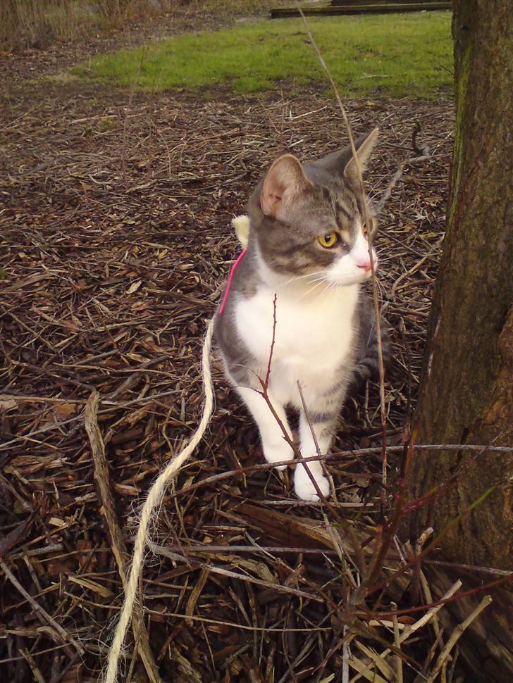 Blanding af racer Findus - væk- - findus har fået øje på en fugl.. 2009 billede 17