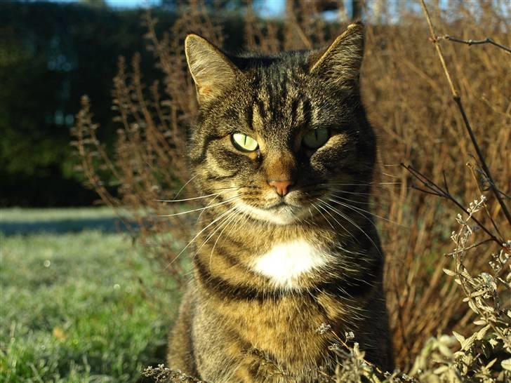 Huskat Fie billede 1