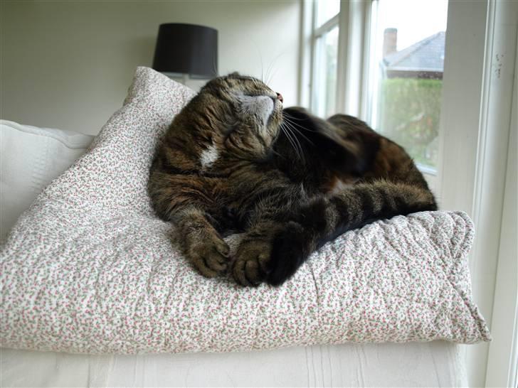 Huskat Fie billede 2