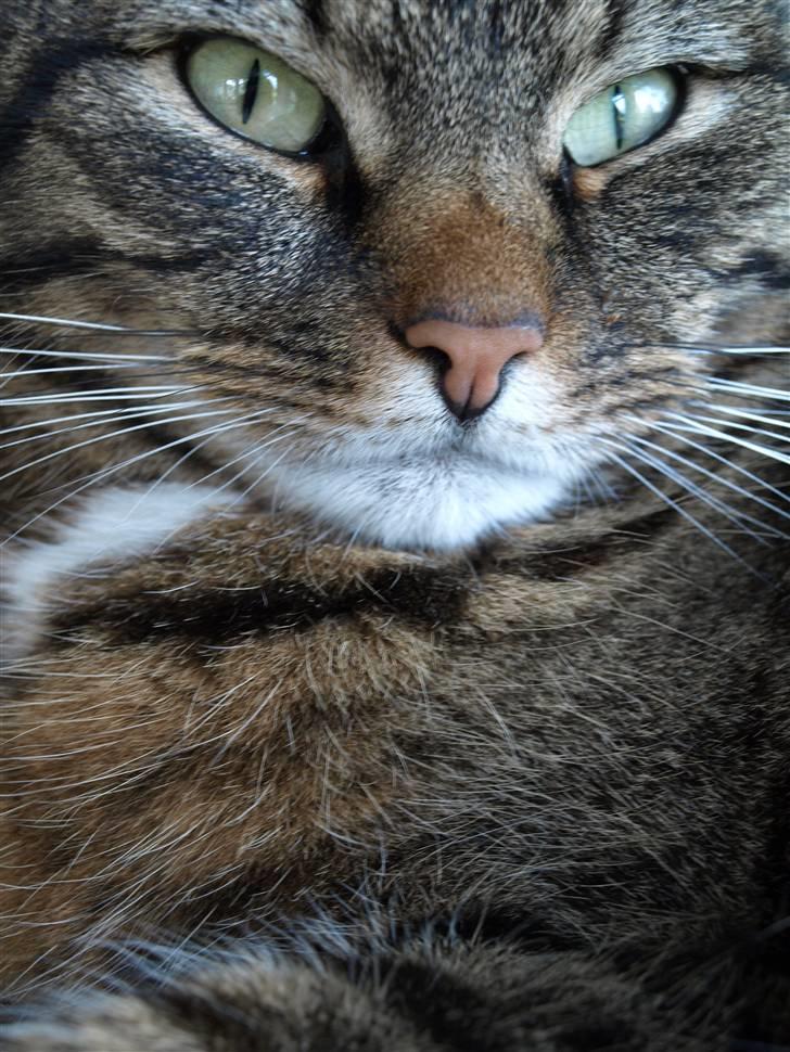 Huskat Fie billede 3