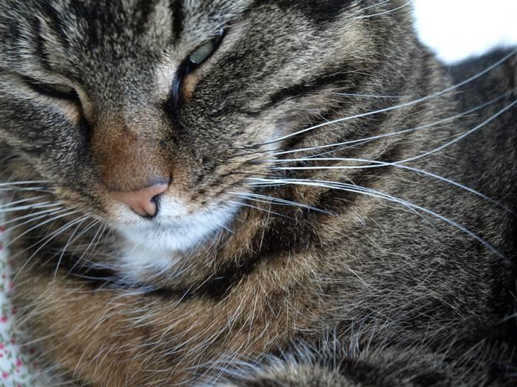 Huskat Fie billede 4