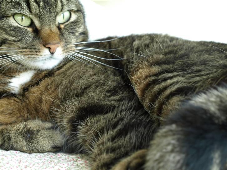 Huskat Fie billede 5