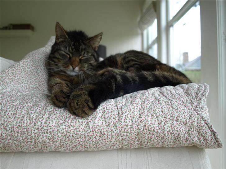 Huskat Fie billede 6