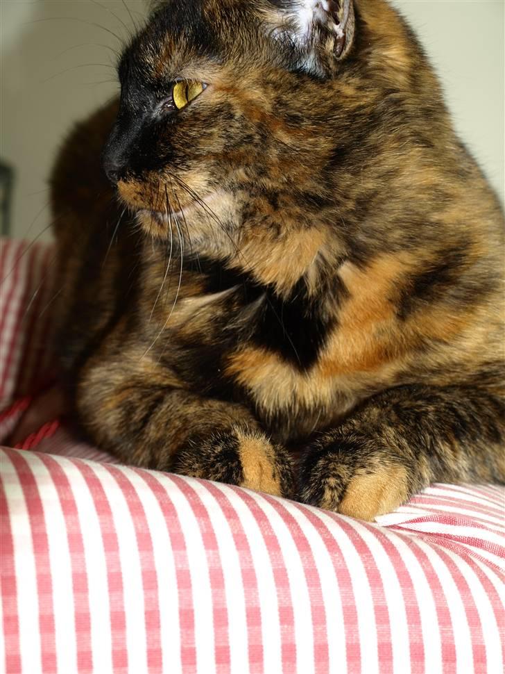 Huskat Freja billede 8