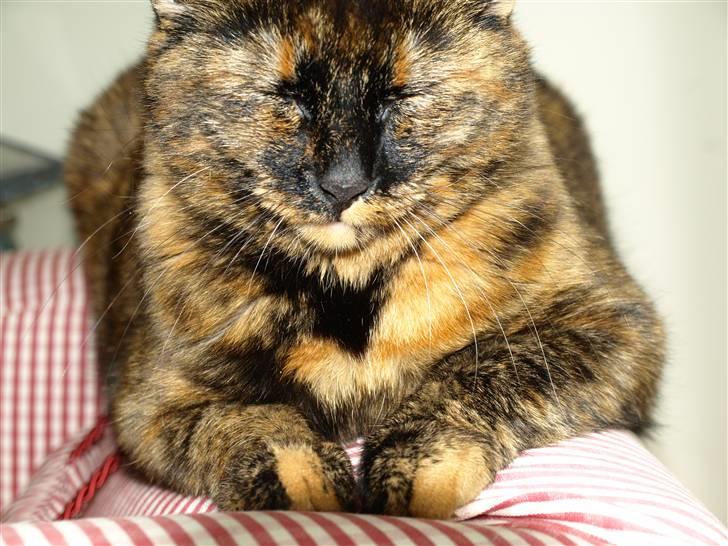 Huskat Freja billede 9