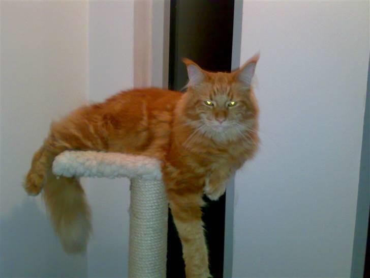 Maine Coon Simba (Kemikat´s Presley) billede 1