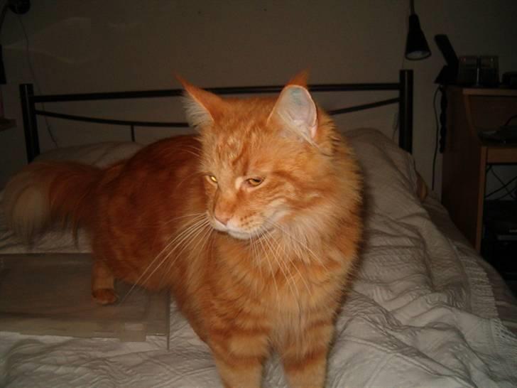 Maine Coon Simba (Kemikat´s Presley) billede 2