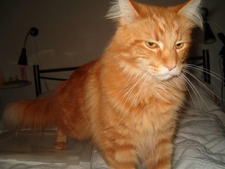 Maine Coon Simba (Kemikat´s Presley) billede 3