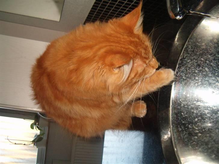 Maine Coon Simba (Kemikat´s Presley) billede 4