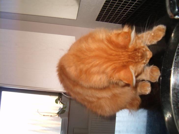 Maine Coon Simba (Kemikat´s Presley) billede 5