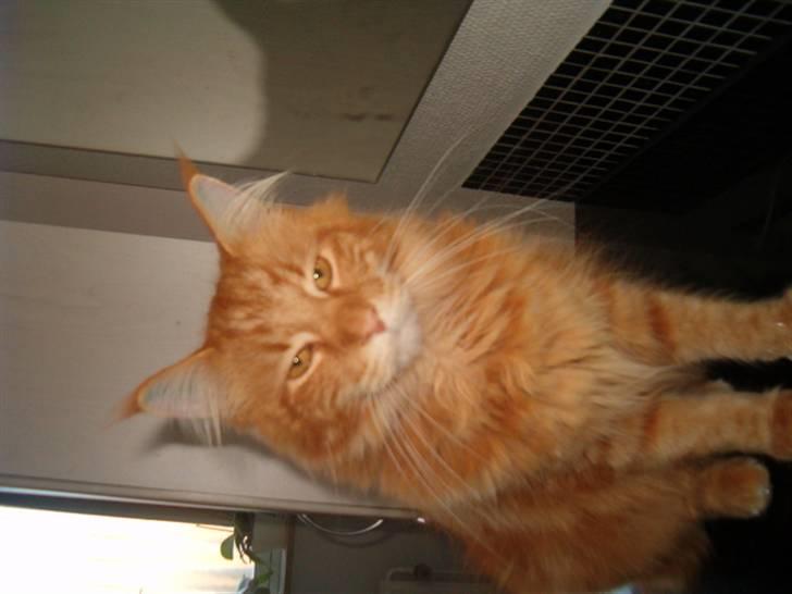 Maine Coon Simba (Kemikat´s Presley) billede 6