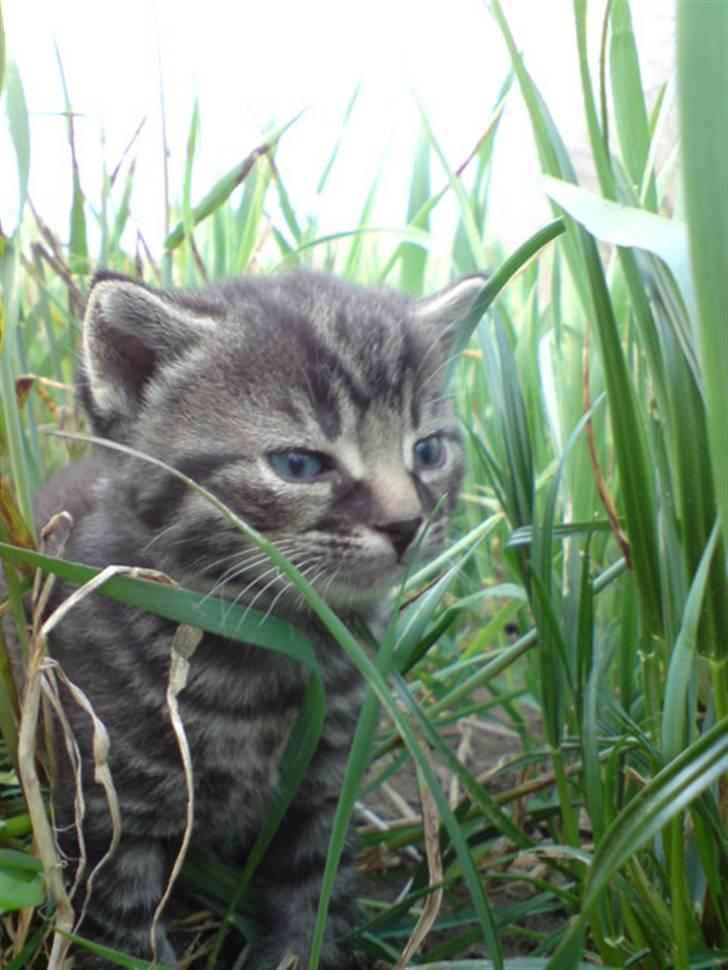 Huskat Hr. Haton ( Død ) billede 1