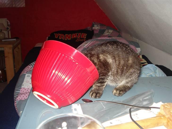 Huskat Hr. Haton ( Død ) billede 2