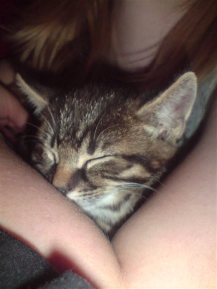 Huskat Hr. Haton ( Død ) billede 3