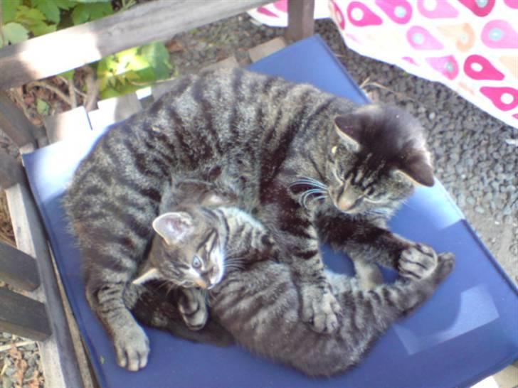 Huskat Hr. Haton ( Død ) billede 4