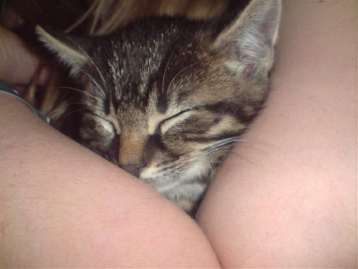 Huskat Hr. Haton ( Død ) billede 6