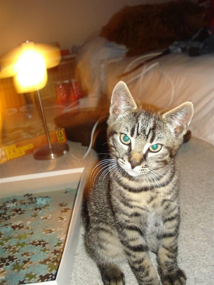 Huskat Hr. Haton ( Død ) billede 7