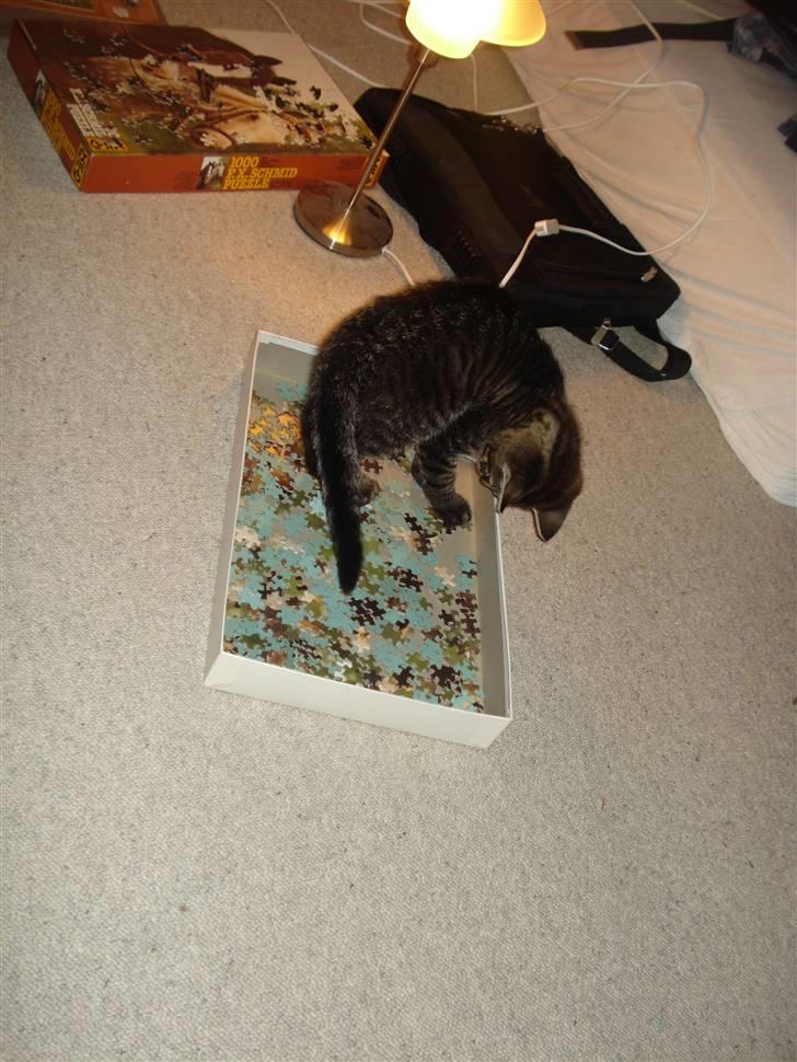 Huskat Hr. Haton ( Død ) billede 8