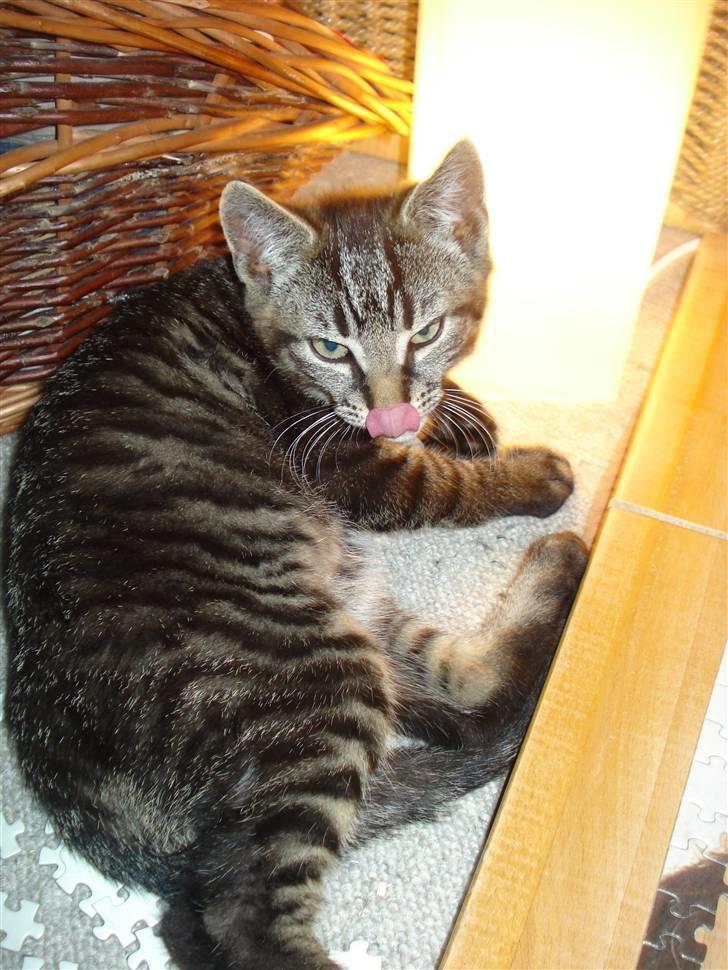 Huskat Hr. Haton ( Død ) - Mor og Barn d:  billede 9