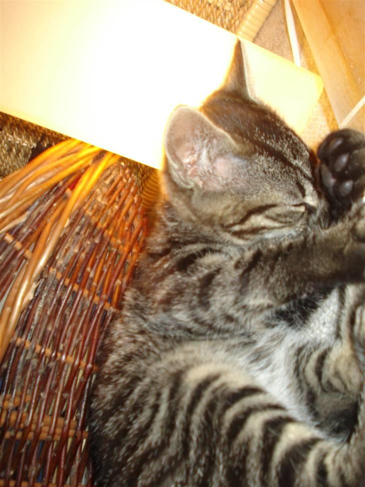 Huskat Hr. Haton ( Død ) billede 10