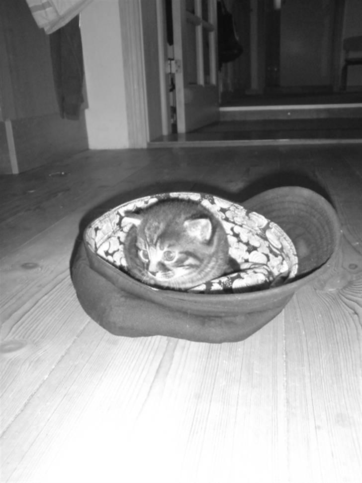 Huskat Hr. Haton ( Død ) billede 11