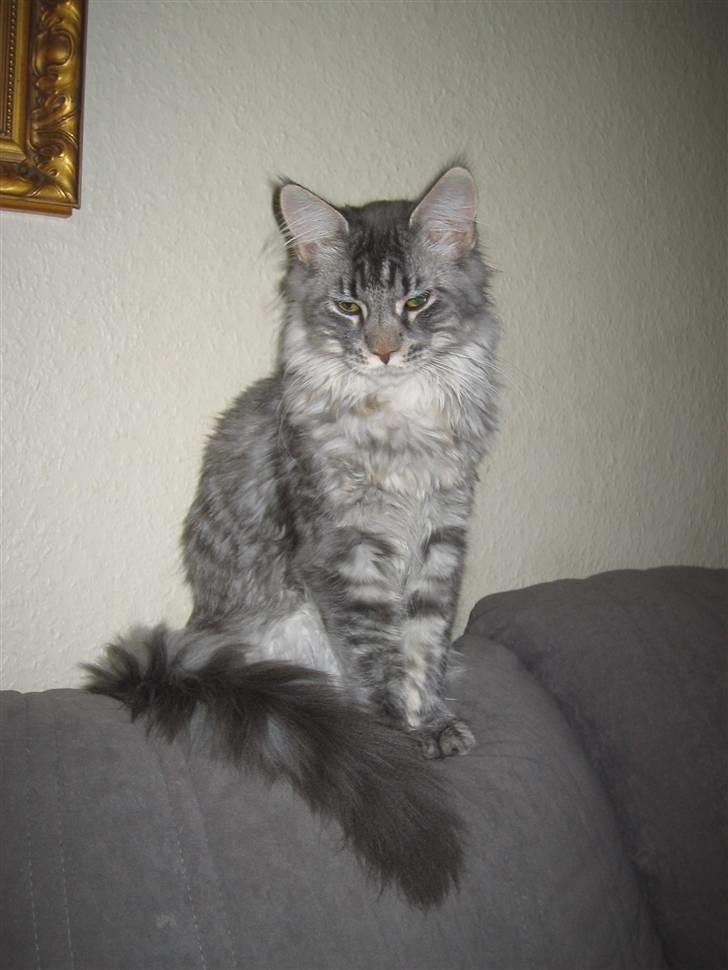 Maine Coon louie billede 7