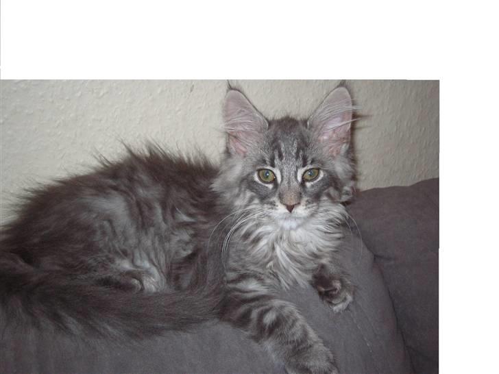 Maine Coon louie billede 10