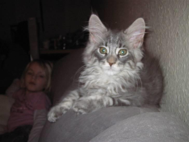 Maine Coon louie billede 11