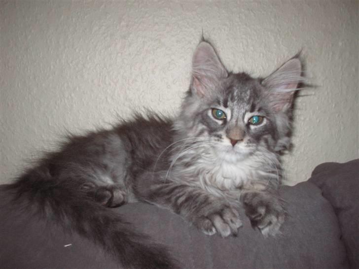 Maine Coon louie billede 12