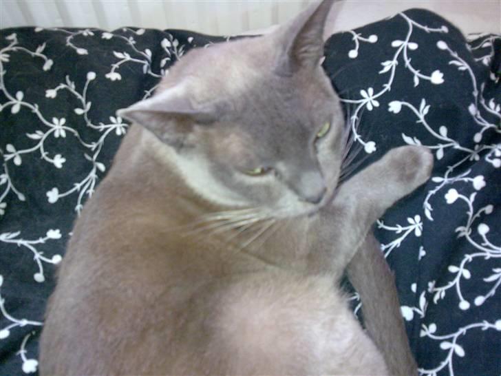 Burmeser Adonis - hehe,,,  billede 9