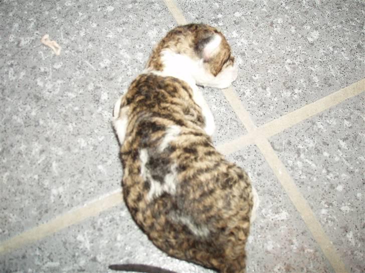 Cornish Rex Tuomas Af Tokkeløkkehus billede 2