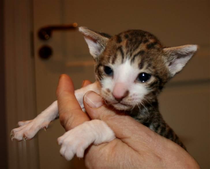 Cornish Rex Tuomas Af Tokkeløkkehus billede 3