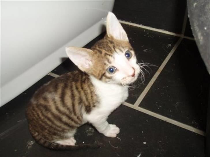 Cornish Rex Tuomas Af Tokkeløkkehus billede 4