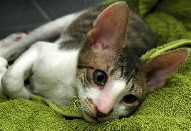 Cornish Rex Tuomas Af Tokkeløkkehus billede 5