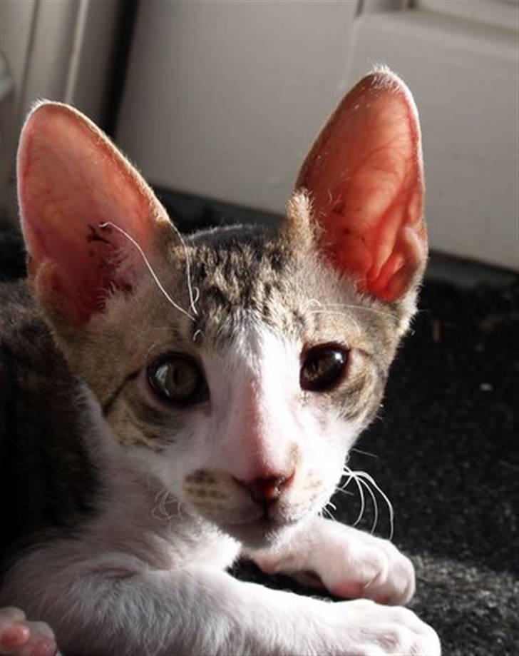 Cornish Rex Tuomas Af Tokkeløkkehus billede 6