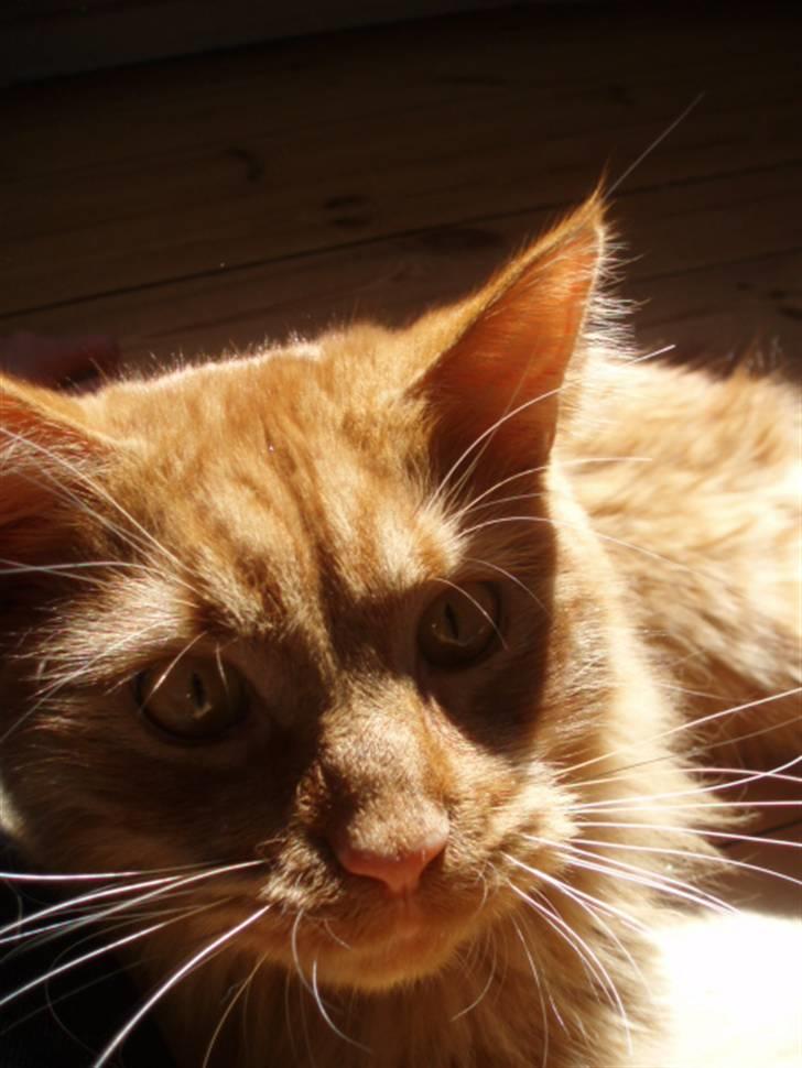 Maine Coon | Jaffe billede 17