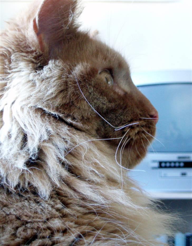 Maine Coon | Jaffe billede 18