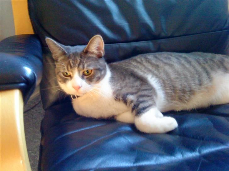 Blanding af racer Findus - væk- - tror han har fået øje på noget billede 18