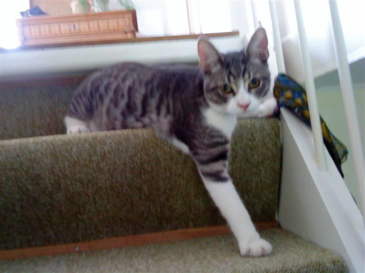 Blanding af racer Findus - væk- - findus på trappen billede 19