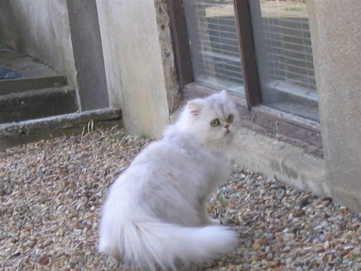 Perser Perle  billede 13